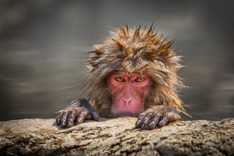 20 Jigokudani Snow Monkey Park.jpg